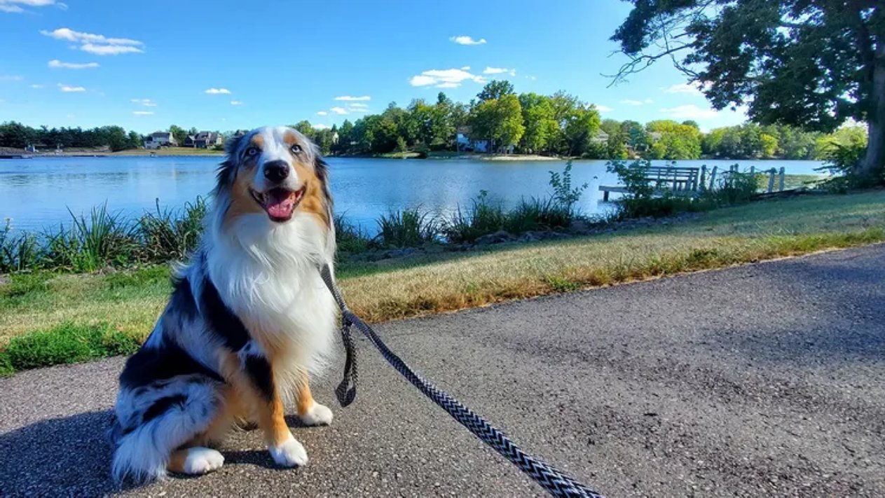Frank, friendly and smiling on a walk by the lake in Landen