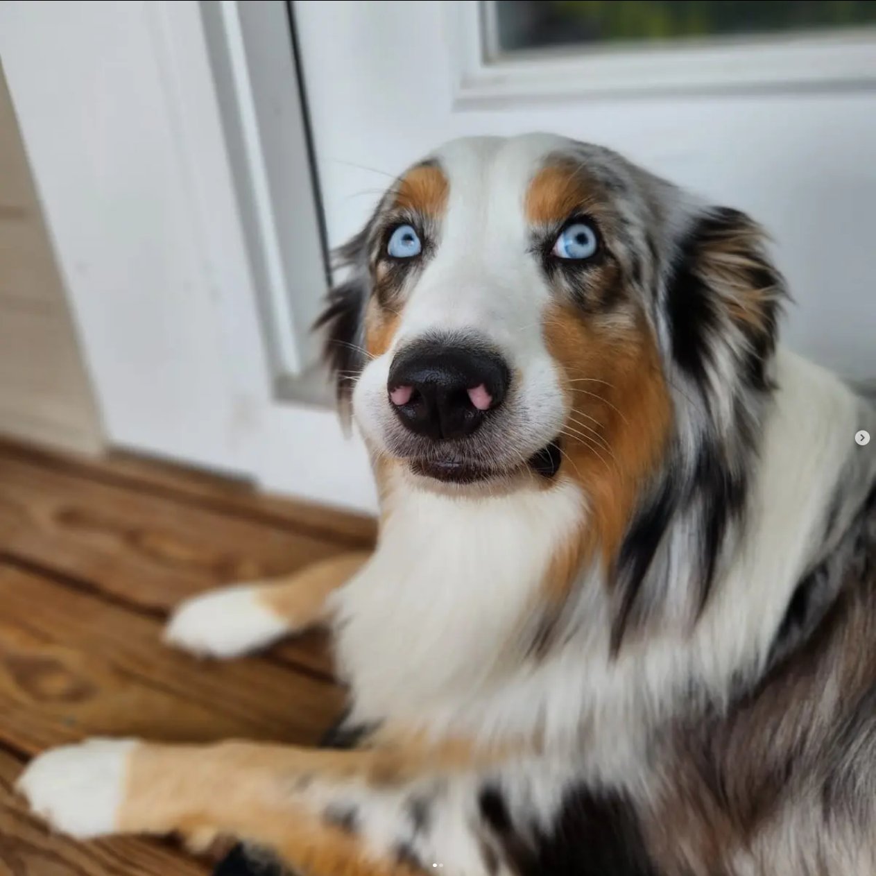 Frank with his classic worried blue-eyed look